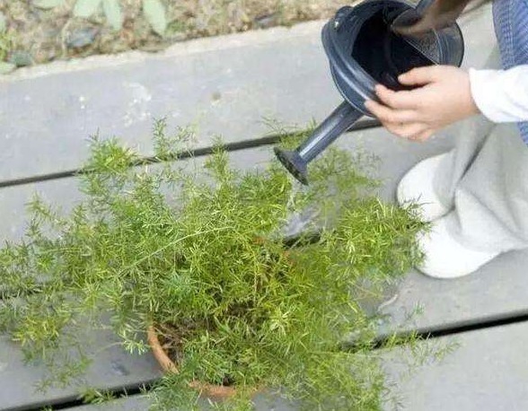 浇花看似简单,其实有很多讲究,学会4点后,植物再也不烂根了