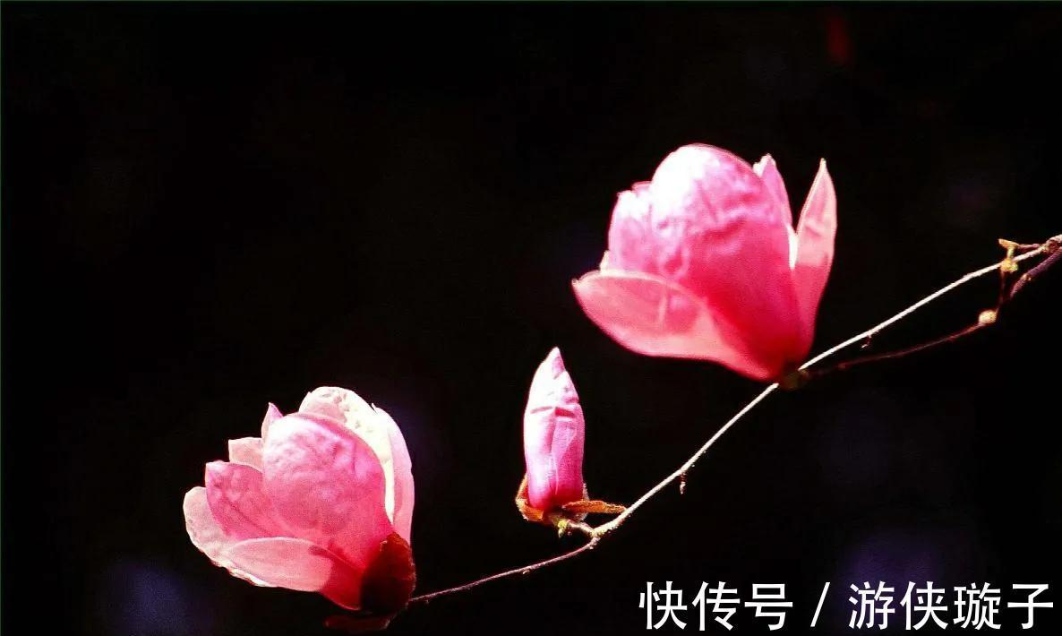 花语是至死不渝的爱的3种花,个个都很美,而且还容易养