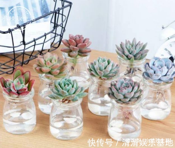 不喜水的多肉，却可以水培2种操作方法，肉肉照样出状态