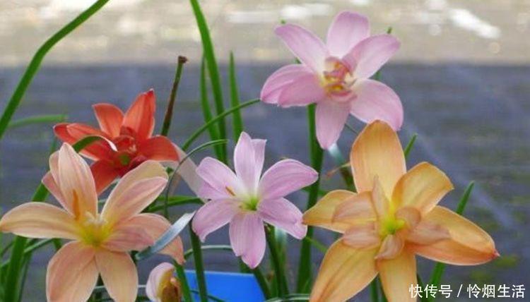 牡丹|4种花高贵优雅,看了就让人沉醉,比牡丹还美,年年开花美翻