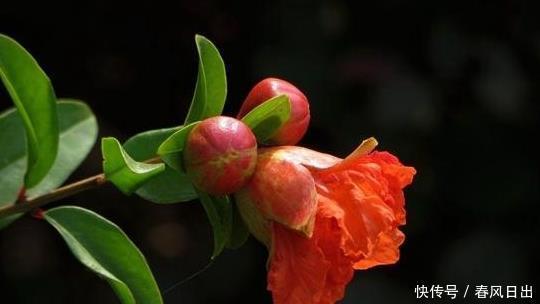 只待绿荫芳树合,蕊珠如火一时开,置身于花海的感觉太惊艳!