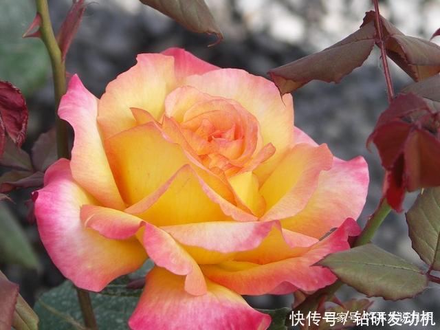 25款罕见会变色的月季,一朵花能开出黄、粉两种颜色。新手推荐
