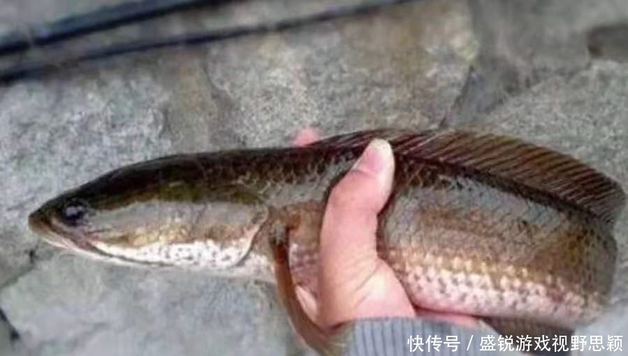 一放一收,这钓法果然是对付“黑鱼”的利器,够狠!