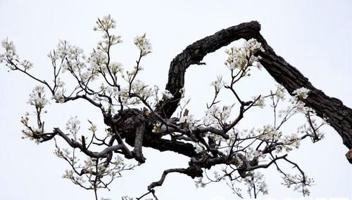 【花消息】幽幽清香千树雪 崂山大河东梨花开