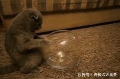 《猫和老鼠》隐藏的秘密，养猫后才知道