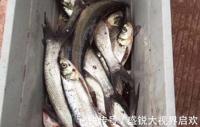 饵料|高手打死不说的,5个钓翘嘴技巧!(推荐)