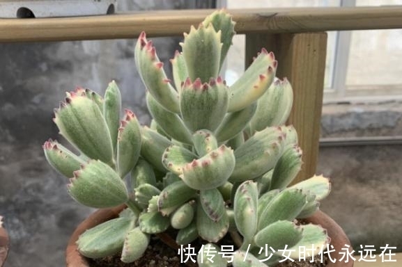 养多肉熊童子,不碰就掉叶子,你知道为什么,该怎么抢救吗?