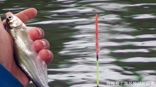 带钩调漂三步走找半水、找调目、找钓目,如此调漂稳、准、快
