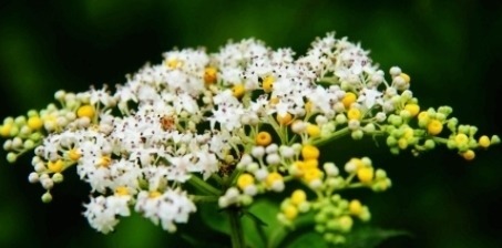 它的叶子长得似香椿叶,开白色小花,遇见挖回家