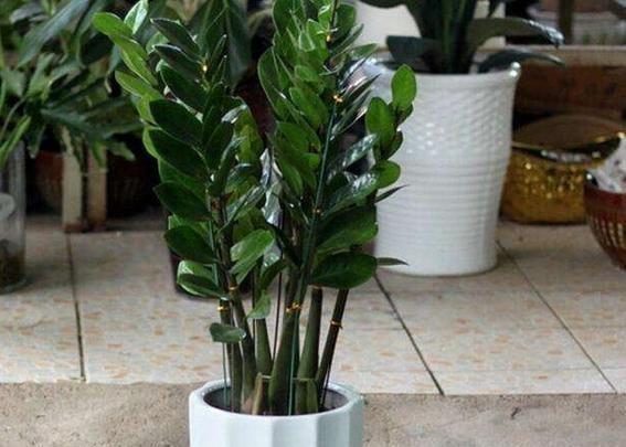 “金钱树”长得快,就靠这4招,片片“金钱叶”,蹭蹭猛长个!