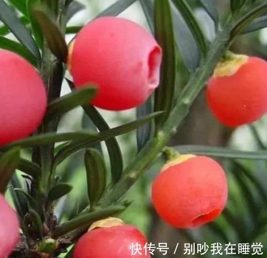 农历10月19小雪后,养什么花?以下3种花,时乃日新三阳开泰