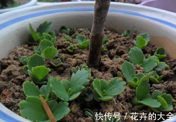 不死鸟|什么花也养不活?3种“漂亮花”,爆盆速度让人“害怕”