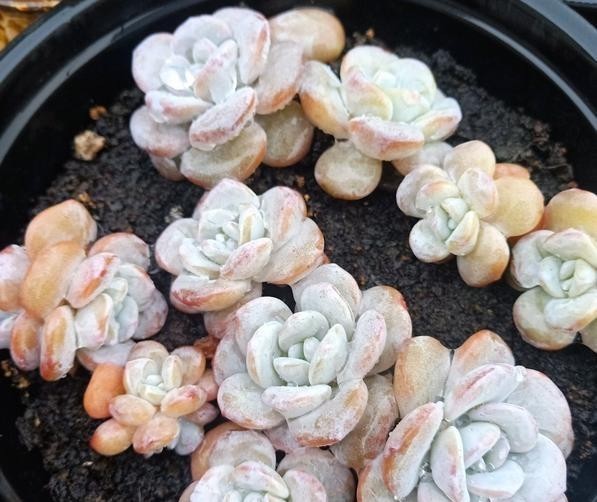  谈谈|谈谈多肉扦插，这5点不要忽略，或许可以提高多肉扦插成活几率