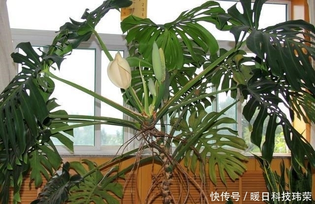  健康|这“3种”植物不管价格多“贵”, 也要养一盆, 身体变得更健康!