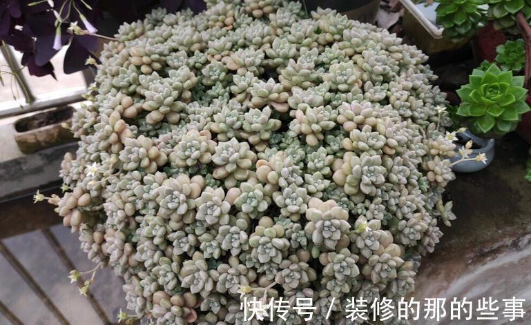 多肉姬|多肉姬秋丽易爆盆,有点烦,该怎么办?学会换盆土轻松搞定