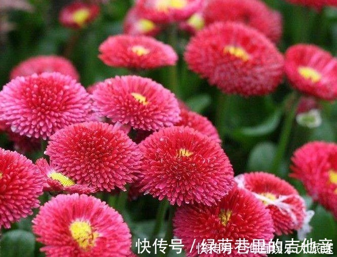 种花|1种花，开花“似绒球”，比太阳花更好看，好养易活，能开一春夏