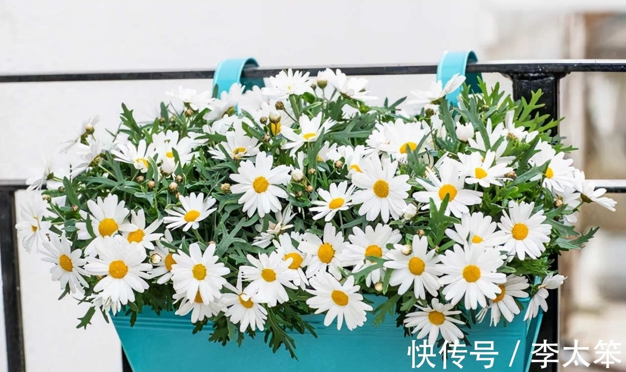 这13种花好养易活,花期还很长,喜欢的话,试着养一盆吧