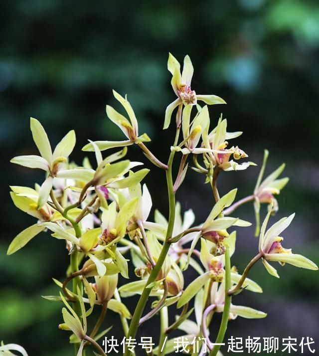 老前辈养兰花，盆里撒把粉，兰花呼呼长，叶子厚绿油亮，不烂根