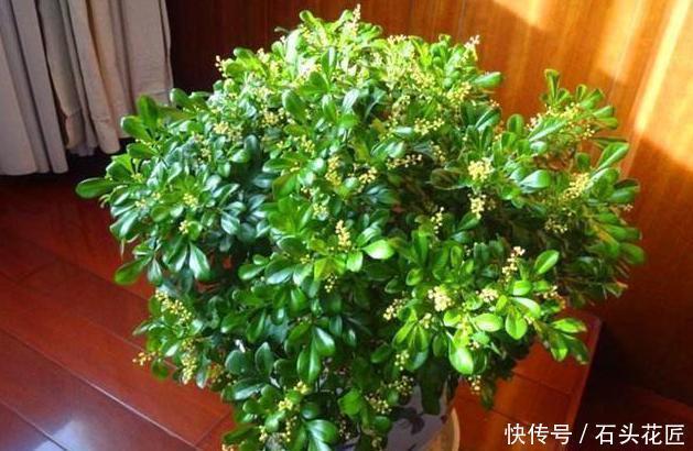 香水|把5种花养在家里,就像喷了“香水”一样,香气扑鼻