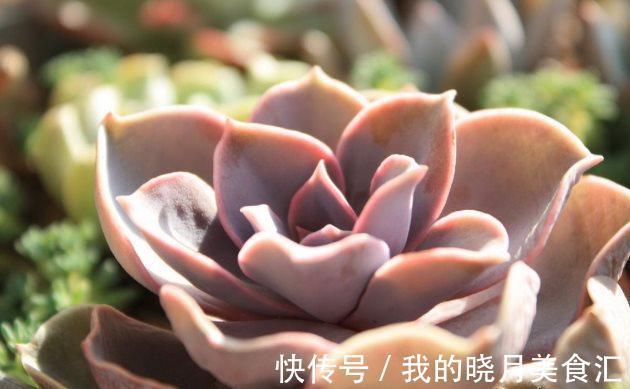 集体|多肉植物夏天要断水处理不好小心多肉集体阵亡!