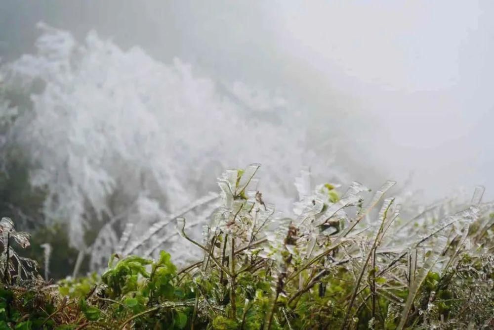 武鸣大明山化身“冰雪世界”， 雾凇云瀑美如仙境！