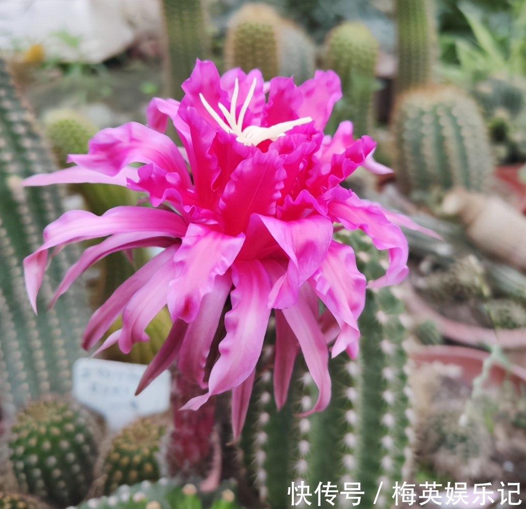 仙人球夏季为什么不开花?看看3点,彻底做对了,才能开花不停