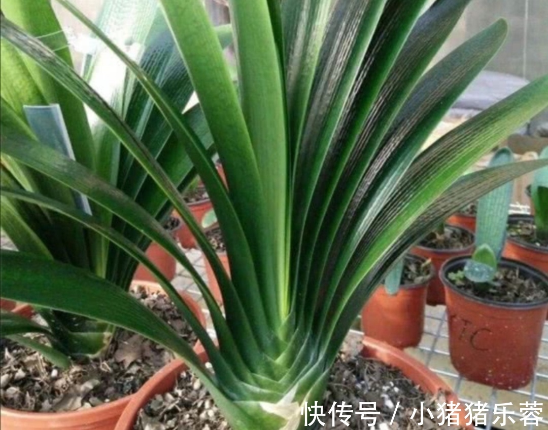 夏天|天热了,5种花已经“休眠”,切记不能频繁浇水