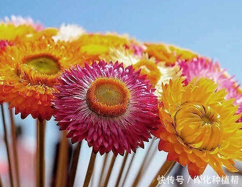 麦秆菊:美容养颜效果好,是自然界恩赐的天然“工艺品”