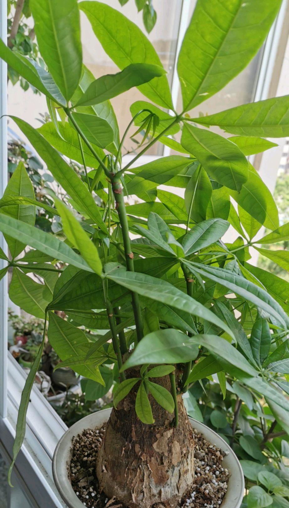 琴叶榕|这些“漂亮花”,7月不修剪,来年没花看,后悔一整年