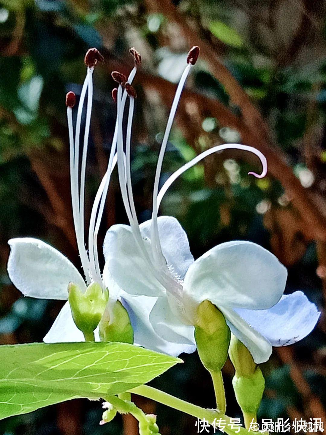 蓝蝴蝶|5种花真稀罕,叶子越晒越红彤彤,一盆能开20朵!