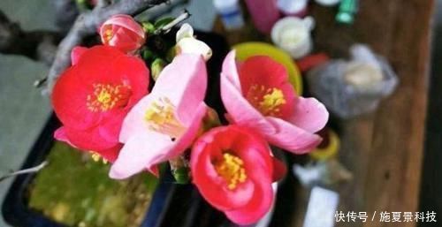 它被称为国艳，花色艳丽却无花香，为我国独有，颜色艳丽