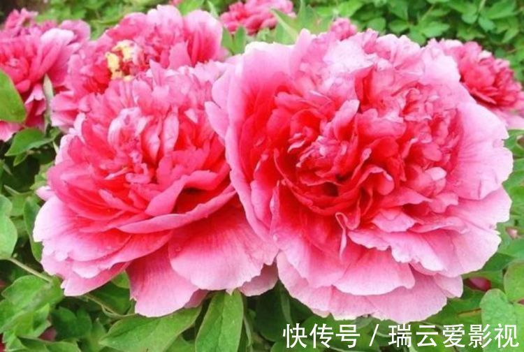 庭院|养此款花卉，花大服盆快，四季有花开，花香四溢飘满屋，美