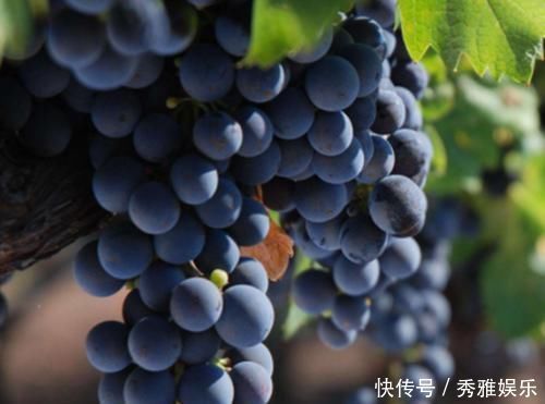 女人不想满脸皱纹,多吃四种水果,舒展皮肤,重回十八岁!