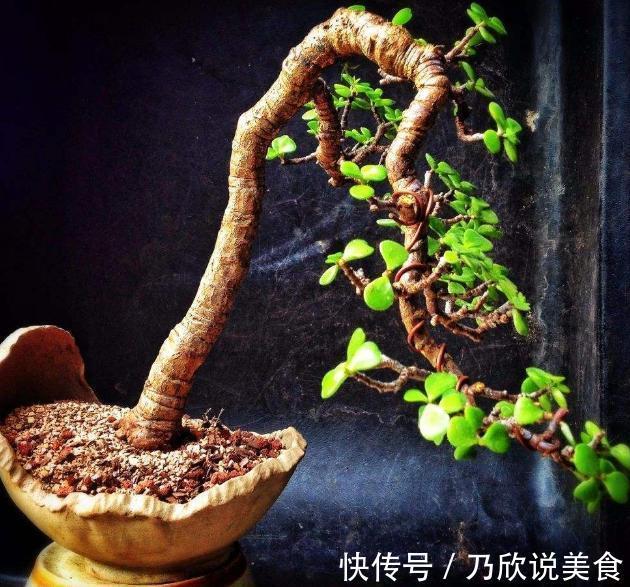 想要养出“老桩盆景”，首选这“2种”植物，6个月就能养成