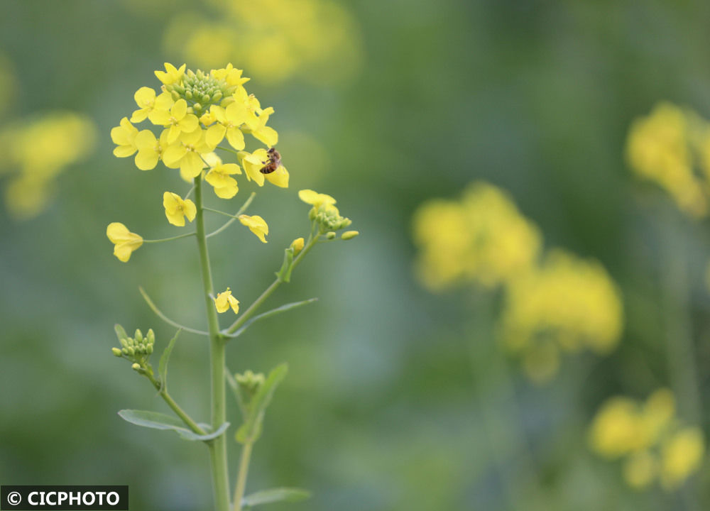 春节假日|湖南道县：乐享春节假日