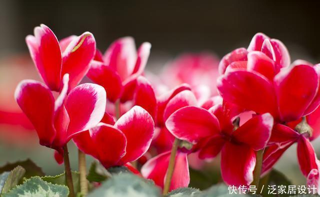 春天不建议买5种花，看不了几天花，夏天还容易死，白花钱