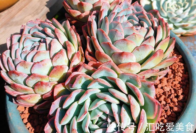 唐长老|有些多肉我们会庆幸没有扔掉,因为经过岁月的沉淀,它突然就美了