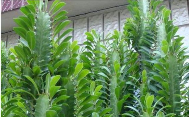 富贵竹|2种花能长“2米高”,镇宅又旺材,吸甲醛,净化空气,养1盆真值