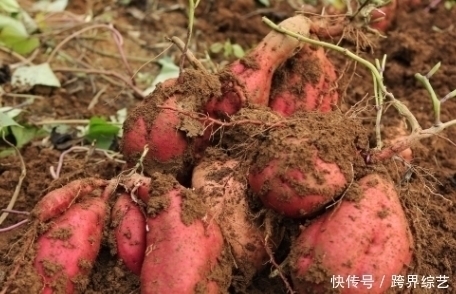 红薯|吃完红薯后要当心,切忌碰一物,很多人却忽略了,值得分享给家人