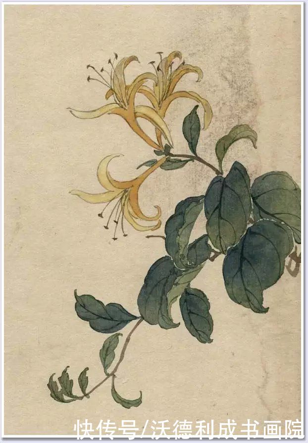 画菊|没骨百花图欣赏，美到骨子里