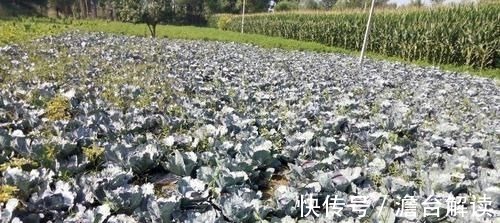 桂圆|孕妈吃水果益处多,但5种水果嘴巴再馋也要少碰,伤己又伤胎