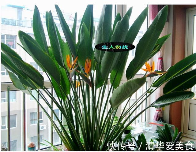 室内想养“大盆镇宅花”,建议从这10种里面选,听名字就很霸气