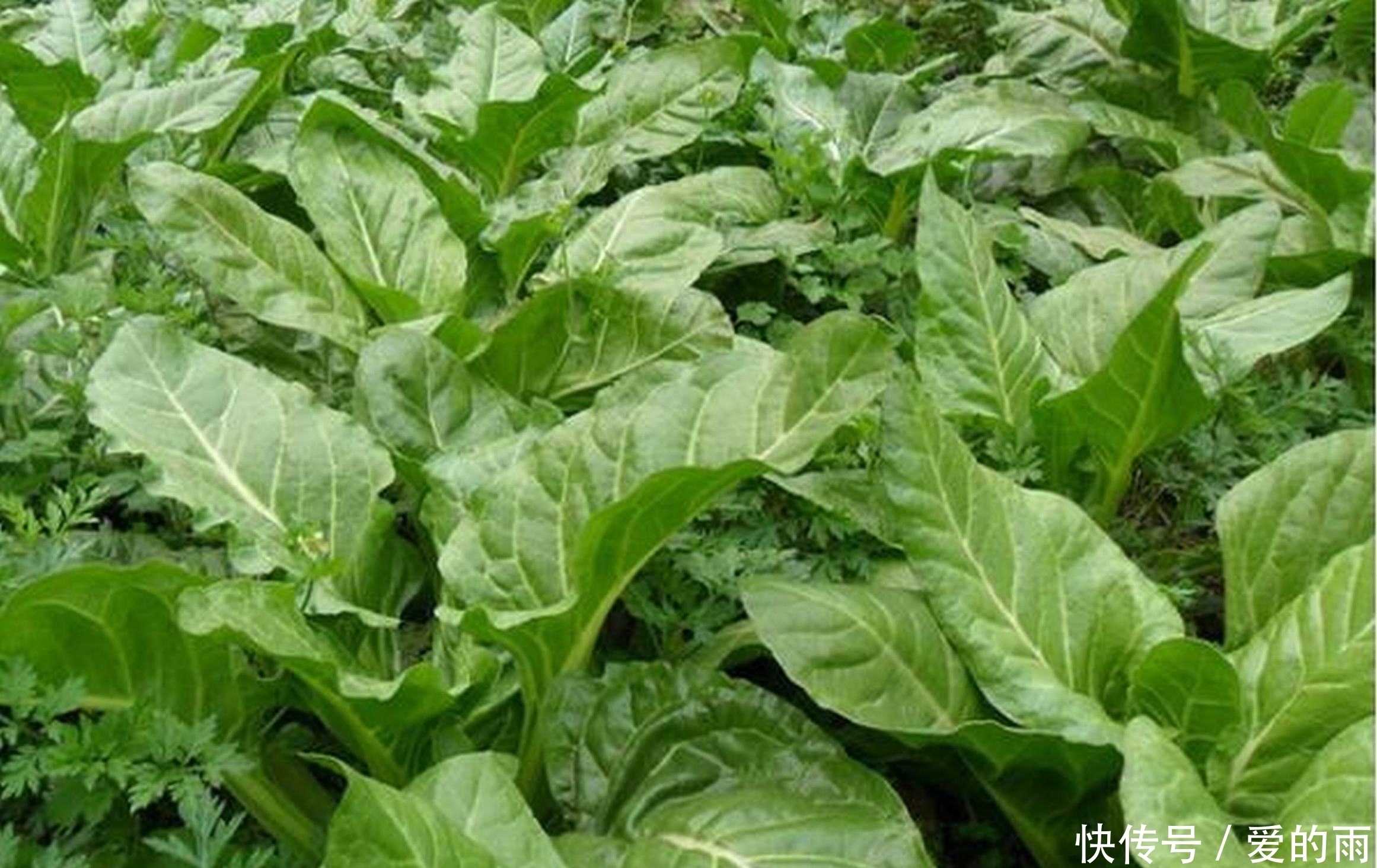 农村长的这厚合菜,这样做比肉还好吃!肉吃过怕血压高,来吃这个