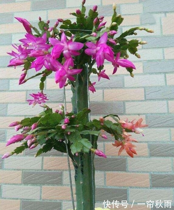 砧木|蟹爪兰嫁接,谨记“6字箴言”,嫁接失败,掌握“2法”,成功率高