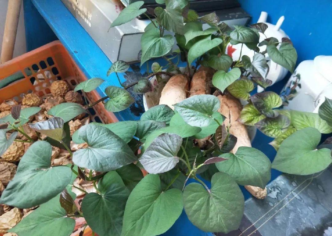 3个月后才回家，家里的花疯了，墙缝、房顶都爬满！