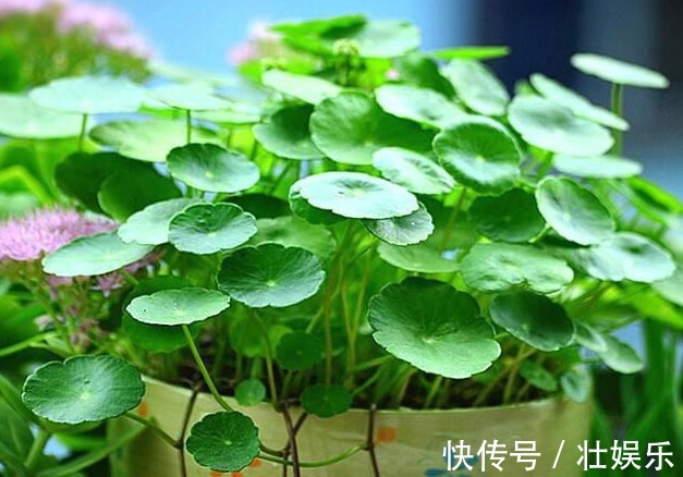 养绿萝、铜钱草,学会关键1招,叶子油绿长得旺,呼呼爆成绿瀑布