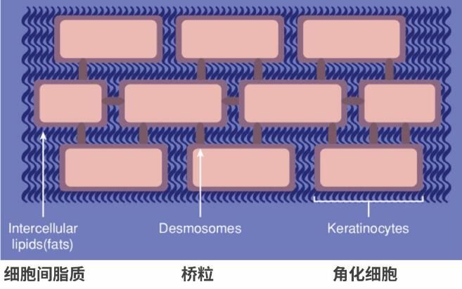 皮肤 敏感肌、干皮救星神经酰胺，究竟怎么用才有效？