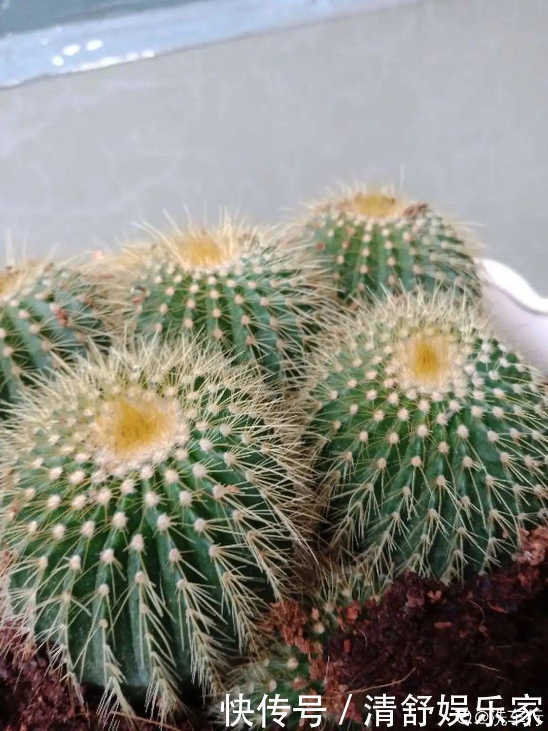 叶芽|君子兰千万别喷水,一喷水就烂叶,3天就要死翘翘!