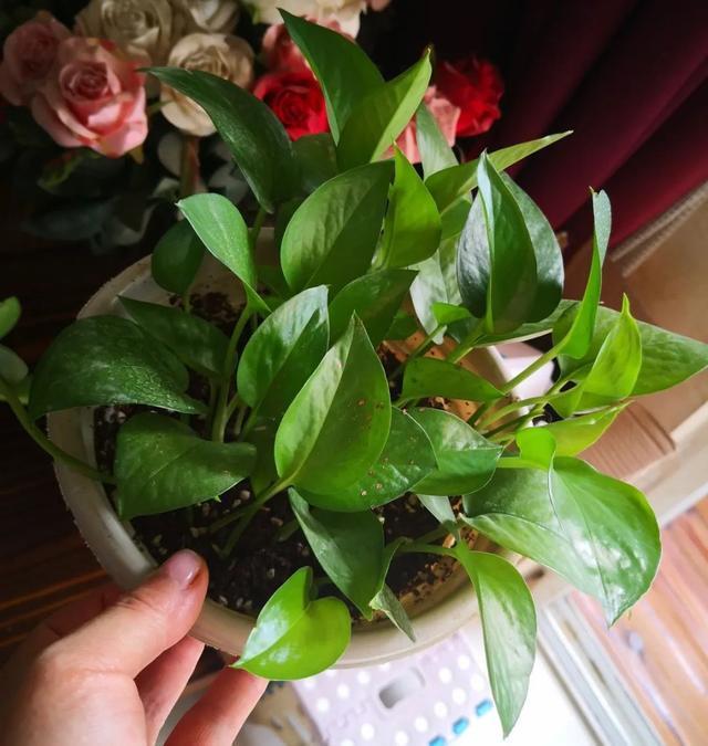 叶子|嫌花长的丑,趁现在砍头,满盆都是新叶子!