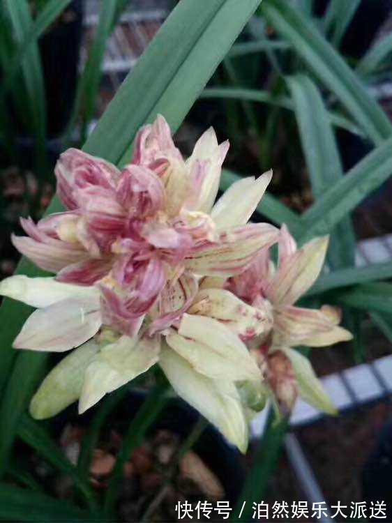 魁首|它是兰花的魁首，花型少见颜值高，曾经价格昂贵，现在走进百姓家